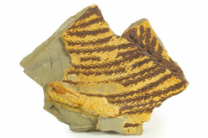 Lower Permian Conifer (Walchia) Fossil - Kinney Quarry, NM #338420